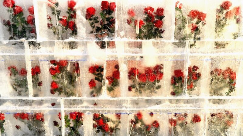 Harbin_s_Frozen_Roses_Bloom_as_Winter_Wonderland_Captivates_Visitors____ - 🌍NewspaperAmigo – Your Global News Buddy 🗞️ Harbin_s_Frozen_Roses_Bloom_as_Winter_Wonderland_Captivates_Visitors____