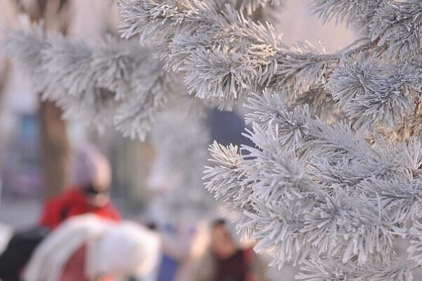 Harbin_s_Winter_Wonderland_Wows_Visitors_with_Ice_Magic____ - 🌍NewspaperAmigo – Your Global News Buddy 🗞️ Harbin_s_Winter_Wonderland_Wows_Visitors_with_Ice_Magic____