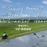 Harmony_Keepers__Guardians_of_Sichuan_s_Majestic_Black_Necked_Cranes____ video poster