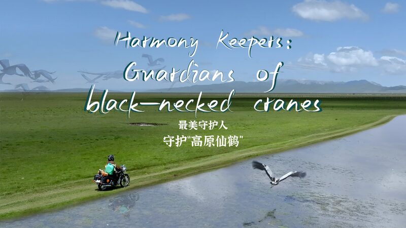 Harmony_Keepers__Guardians_of_Sichuan_s_Majestic_Black_Necked_Cranes_____poster - 🌍NewspaperAmigo – Your Global News Buddy 🗞️ Harmony_Keepers__Guardians_of_Sichuan_s_Majestic_Black_Necked_Cranes____ video poster