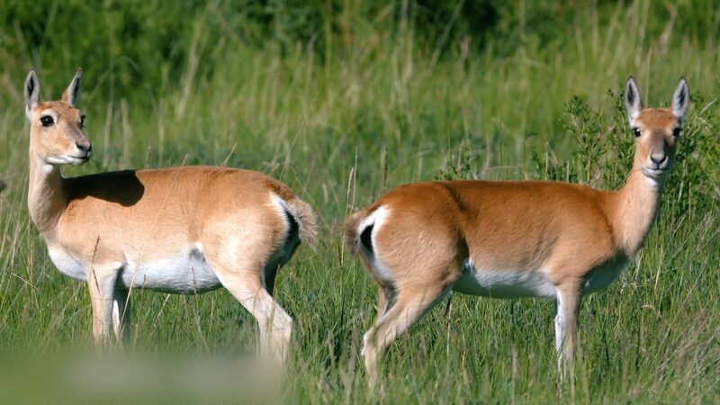 Heartwarming Comeback: Qinghai’s Rare Gazelle Population Rises 🌟🦌 Heartwarming_Comeback__Qinghai_s_Rare_Gazelle_Population_Rises___