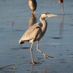 Hengshui_Lake_Unveils_First_All_Season_Bird_Watching_Map___