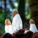 __Hidden_World_of_Fungi_Revealed_in_Hainan_s_Rainforests_ video poster