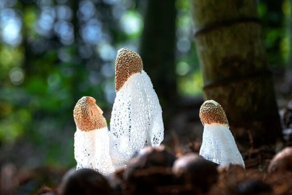 🌿 Hidden World of Fungi Revealed in Hainan’s Rainforests! __Hidden_World_of_Fungi_Revealed_in_Hainan_s_Rainforests_ video poster