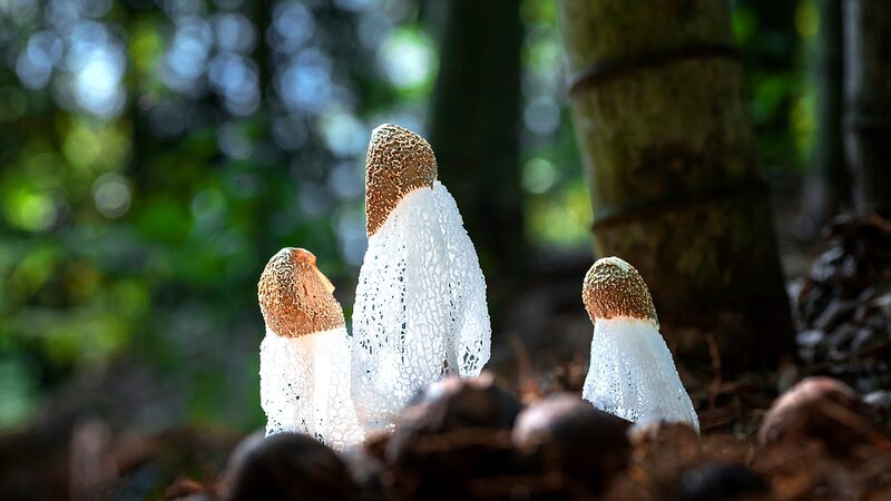 Hidden_World_of_Fungi_Revealed_in_Hainan_s_Rainforests__poster - 🌍NewspaperAmigo – Your Global News Buddy 🗞️ __Hidden_World_of_Fungi_Revealed_in_Hainan_s_Rainforests_ video poster