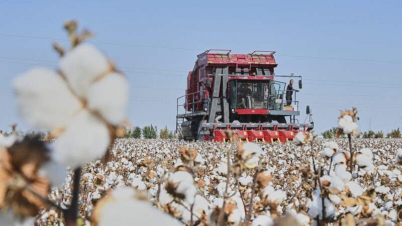 High_Tech_Harvest__Xinjiang_s_Cotton_Fields_Go_Full_Robot_Mode___ video poster