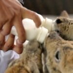 Hoh_Xil_s_Adorable_Tibetan_Antelope_Calves_Gear_Up_for_Wild_Freedom___ video poster