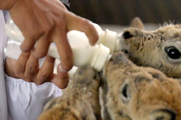 Hoh Xilโs Adorable Tibetan Antelope Calves Gear Up for Wild Freedom ๐ฆ๐จ Hoh_Xil_s_Adorable_Tibetan_Antelope_Calves_Gear_Up_for_Wild_Freedom___ video poster