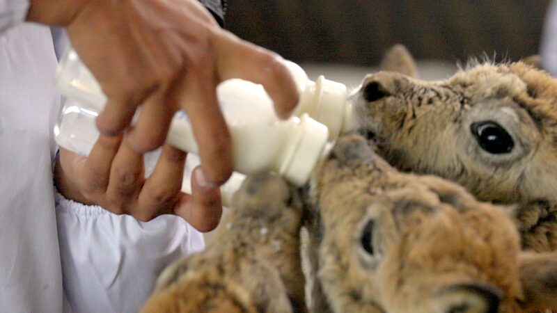 Hoh_Xil_s_Adorable_Tibetan_Antelope_Calves_Gear_Up_for_Wild_Freedom____poster - 🌍NewspaperAmigo – Your Global News Buddy 🗞️ Hoh_Xil_s_Adorable_Tibetan_Antelope_Calves_Gear_Up_for_Wild_Freedom___ video poster