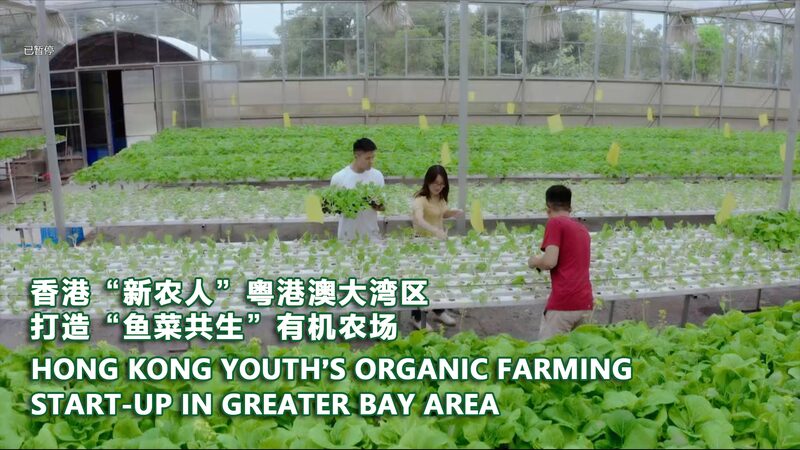 Hong_Kong_Grads_Grow_Green_Dreams_in_Greater_Bay_Area___poster - 🌍NewspaperAmigo – Your Global News Buddy 🗞️ __Hong_Kong_Grads_Grow_Green_Dreams_in_Greater_Bay_Area__ video poster