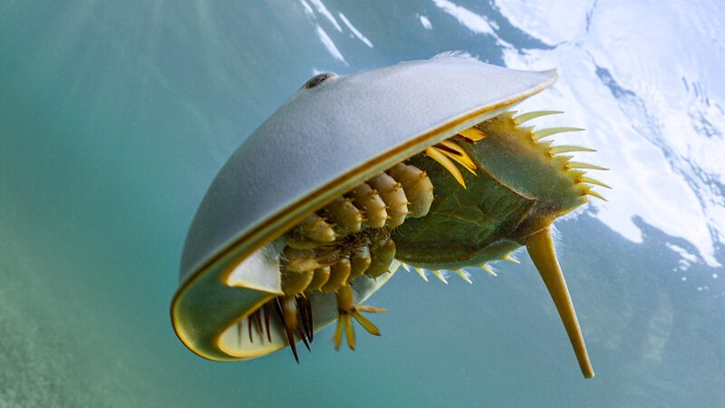 Hong_Kong_Scientists_Track_Endangered_Horseshoe_Crabs___