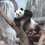 Hong_Kong_Welcomes_New_Panda_Ambassadors_to_Boost_Tourism___ video poster