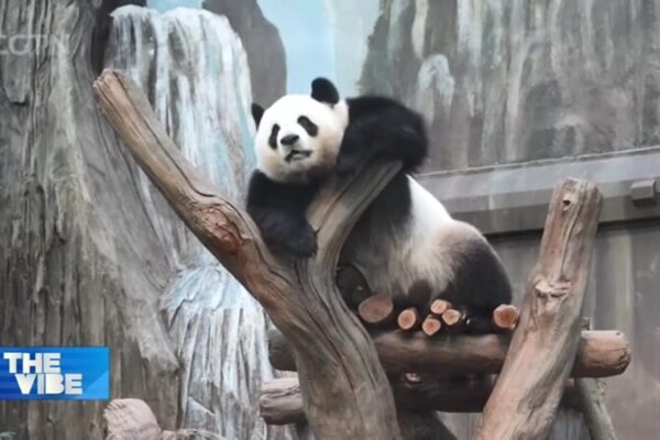 Hong Kong Welcomes New Panda Ambassadors to Boost Tourism 🐼✨ Hong_Kong_Welcomes_New_Panda_Ambassadors_to_Boost_Tourism___ video poster
