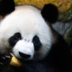 Hong_Kong_s_New_Panda_Duo_Steal_Hearts_at_Ocean_Park_Debut___