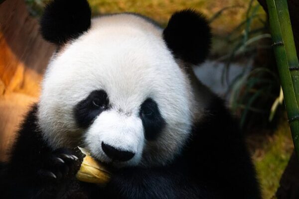 Hong Kong’s New Panda Duo Steal Hearts at Ocean Park Debut 🌟🐼 Hong_Kong_s_New_Panda_Duo_Steal_Hearts_at_Ocean_Park_Debut___