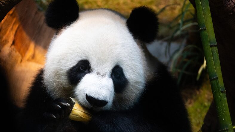 Hong_Kong_s_New_Panda_Duo_Steal_Hearts_at_Ocean_Park_Debut___