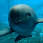 Hope_for_Yangtze__First_Female_Finless_Porpoise_Born_in_26_Years____ video poster