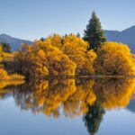 ___How_Forest_Canopies_Shape_Autumn_s_Colors_And_Our_Climate_Future