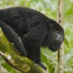 Howler_Monkeys_Fall_Victim_to_Mexico_s_Scorching_Heat_Wave___