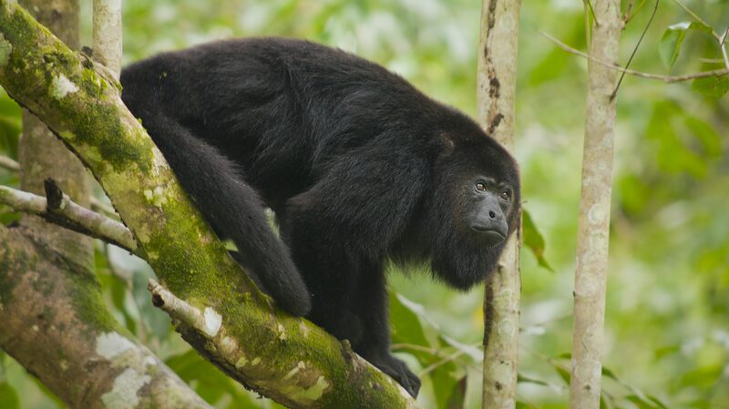 Howler_Monkeys_Fall_Victim_to_Mexico_s_Scorching_Heat_Wave___ - 🌍NewspaperAmigo – Your Global News Buddy 🗞️ Howler_Monkeys_Fall_Victim_to_Mexico_s_Scorching_Heat_Wave___