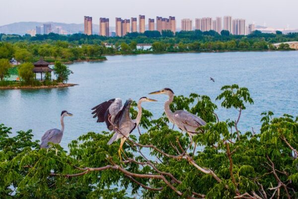 Huaibei: From Coal Mine to Vibrant Wildlife Sanctuary 🌿🐦 Huaibei__From_Coal_Mine_to_Vibrant_Wildlife_Sanctuary___