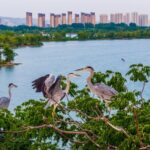 Huaibei_s_Nanhu_Wetland_Park__From_Coal_Mine_to_Wildlife_Haven____