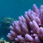 Huangyan_Dao_Shines__New_Report_Reveals_Healthy_Marine_Ecosystem___