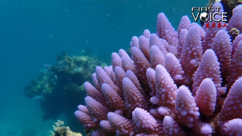 Huangyan_Dao_Shines__New_Report_Reveals_Healthy_Marine_Ecosystem___
