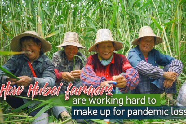 Hubei Farmers Double Efforts to Restore Zongzi Production Ahead of Dragon Boat Festival 🐉🍚 Hubei_Farmers_Double_Efforts_to_Restore_Zongzi_Production_Ahead_of_Dragon_Boat_Festival___