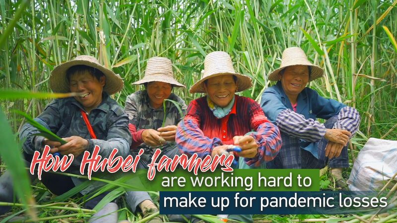 Hubei_Farmers_Double_Efforts_to_Restore_Zongzi_Production_Ahead_of_Dragon_Boat_Festival___ - 🌍NewspaperAmigo – Your Global News Buddy 🗞️ Hubei_Farmers_Double_Efforts_to_Restore_Zongzi_Production_Ahead_of_Dragon_Boat_Festival___