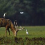 Hubei_s_Wildlife_Win_____Rare_Animal_Populations_Soar_ video poster