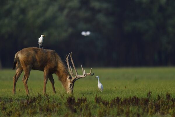 Hubei’s Wildlife Win 🦌🐬: Rare Animal Populations Soar! Hubei_s_Wildlife_Win_____Rare_Animal_Populations_Soar_ video poster