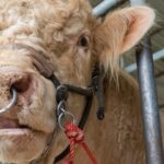 Humans_Pass_Twice_as_Many_Viruses_to_Animals__Study_Reveals___