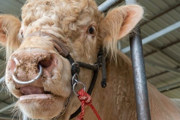 Humans Pass Twice as Many Viruses to Animals, Study Reveals ππ¦ Humans_Pass_Twice_as_Many_Viruses_to_Animals__Study_Reveals___