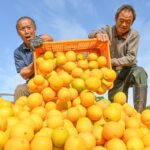 Hunan_Farmers_Harvest_Sweet_Success_with_Tech_Driven_Oranges___