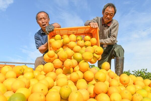 Hunan Farmers Harvest Sweet Success with Tech-Driven Oranges 🍊💻 Hunan_Farmers_Harvest_Sweet_Success_with_Tech_Driven_Oranges___
