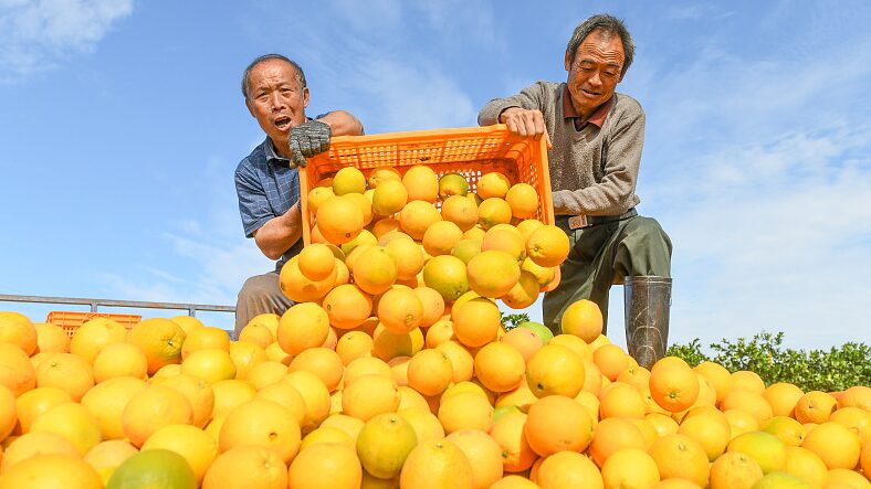 Hunan_Farmers_Harvest_Sweet_Success_with_Tech_Driven_Oranges___ - 🌍NewspaperAmigo – Your Global News Buddy 🗞️ Hunan_Farmers_Harvest_Sweet_Success_with_Tech_Driven_Oranges___