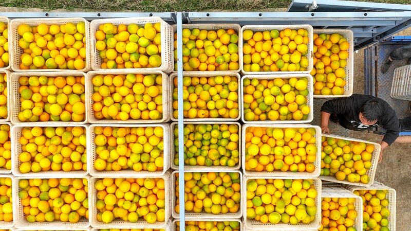 Hunan_s_Navel_Orange_Boom__Farmers_Celebrate_Record_Harvest_ - 🌍NewspaperAmigo – Your Global News Buddy 🗞️ __Hunan_s_Navel_Orange_Boom__Farmers_Celebrate_Record_Harvest_