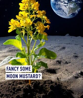 Hungarian Scientists Successfully Grow Mustard in Lunar Soil Simulant 🌱🌕 Hungarian_Scientists_Successfully_Grow_Mustard_in_Lunar_Soil_Simulant___ video poster