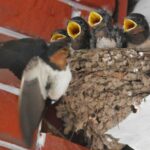 ____Hungry_Baby_Swallows_in_Jinhua_Steal_the_Show_