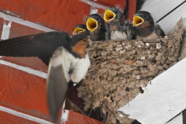 🕊️🐛 Hungry Baby Swallows in Jinhua Steal the Show! ____Hungry_Baby_Swallows_in_Jinhua_Steal_the_Show_