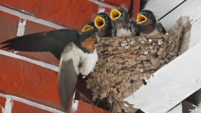 ____Hungry_Baby_Swallows_in_Jinhua_Steal_the_Show_