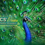 India_s_Wildlife_Wonders__Peacocks__Tigers___Biodiversity_Boom___