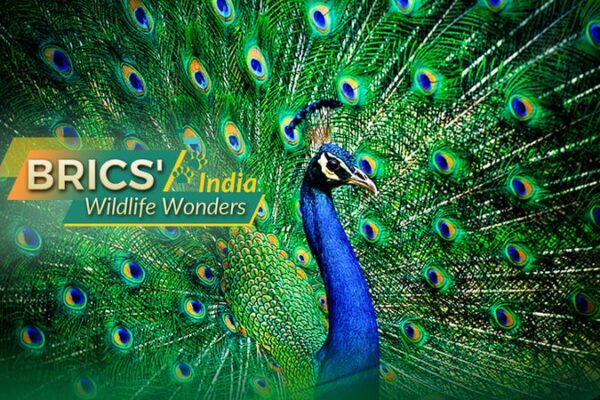India’s Wildlife Wonders: Peacocks, Tigers & Biodiversity Boom 🌿🦚 India_s_Wildlife_Wonders__Peacocks__Tigers___Biodiversity_Boom___