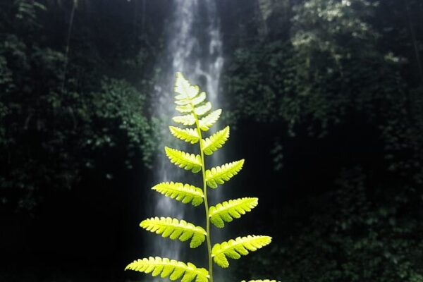 Indonesia Sets Stage for Climate Action with New Carbon Capture Rules 🌱 Indonesia_Sets_Stage_for_Climate_Action_with_New_Carbon_Capture_Rules__