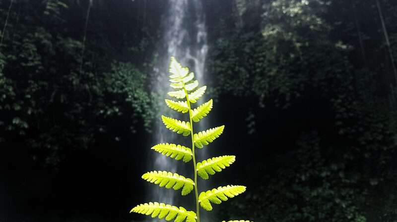 Indonesia_Sets_Stage_for_Climate_Action_with_New_Carbon_Capture_Rules__