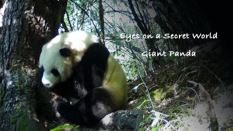 Inside China’s Giant Panda National Park: Secrets Unveiled 🐼🌲 Inside_China_s_Giant_Panda_National_Park__Secrets_Unveiled___ video poster