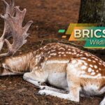 Iran_s_Wild_Side__BRICS__Biodiversity_Hotspot___