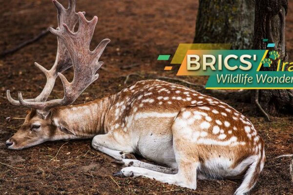 Iran’s Wild Side: BRICS’ Biodiversity Hotspot 🌿🐆 Iran_s_Wild_Side__BRICS__Biodiversity_Hotspot___