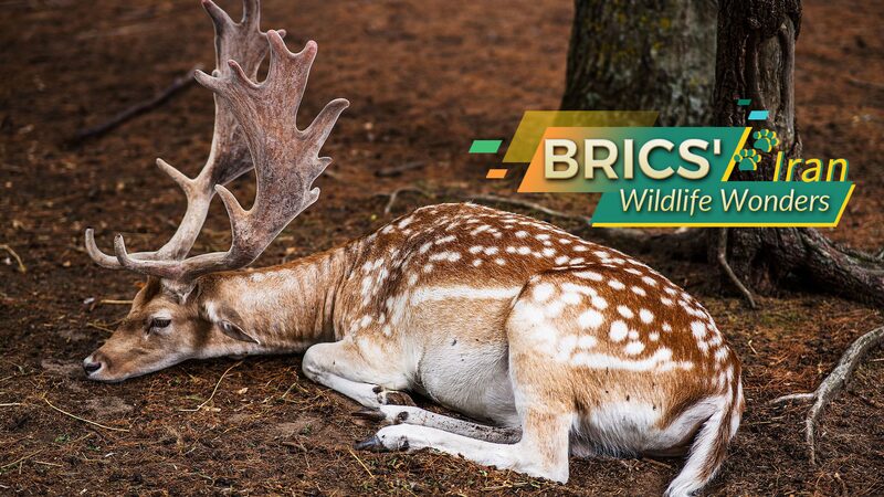 Iran_s_Wild_Side__BRICS__Biodiversity_Hotspot___